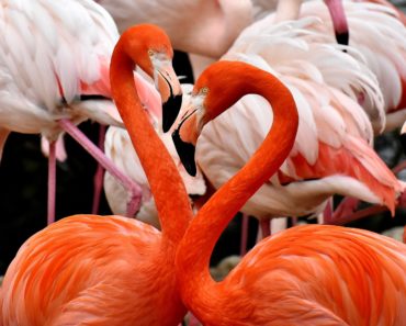Flamingo Funkrauchmelder Test